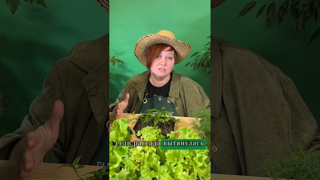 ЕСЛИ ВЫТЯНУЛАСЬ РАССАДА