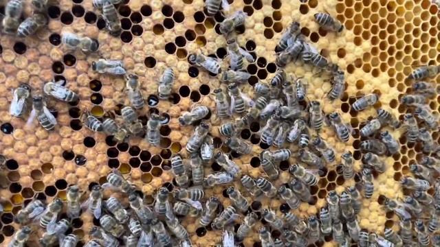 Загрузить пчёл работой, чтобы не роились. Развитие семей. Ставлю вощину. смотреть онлайн