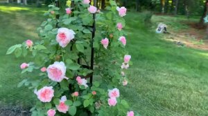 St. Swithun Climbing Rose
