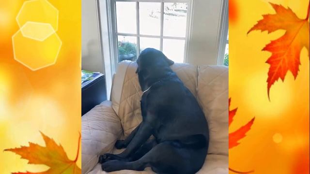 Александр Овечкин с семьей поужинал в китайском ресторане смотреть онлайн