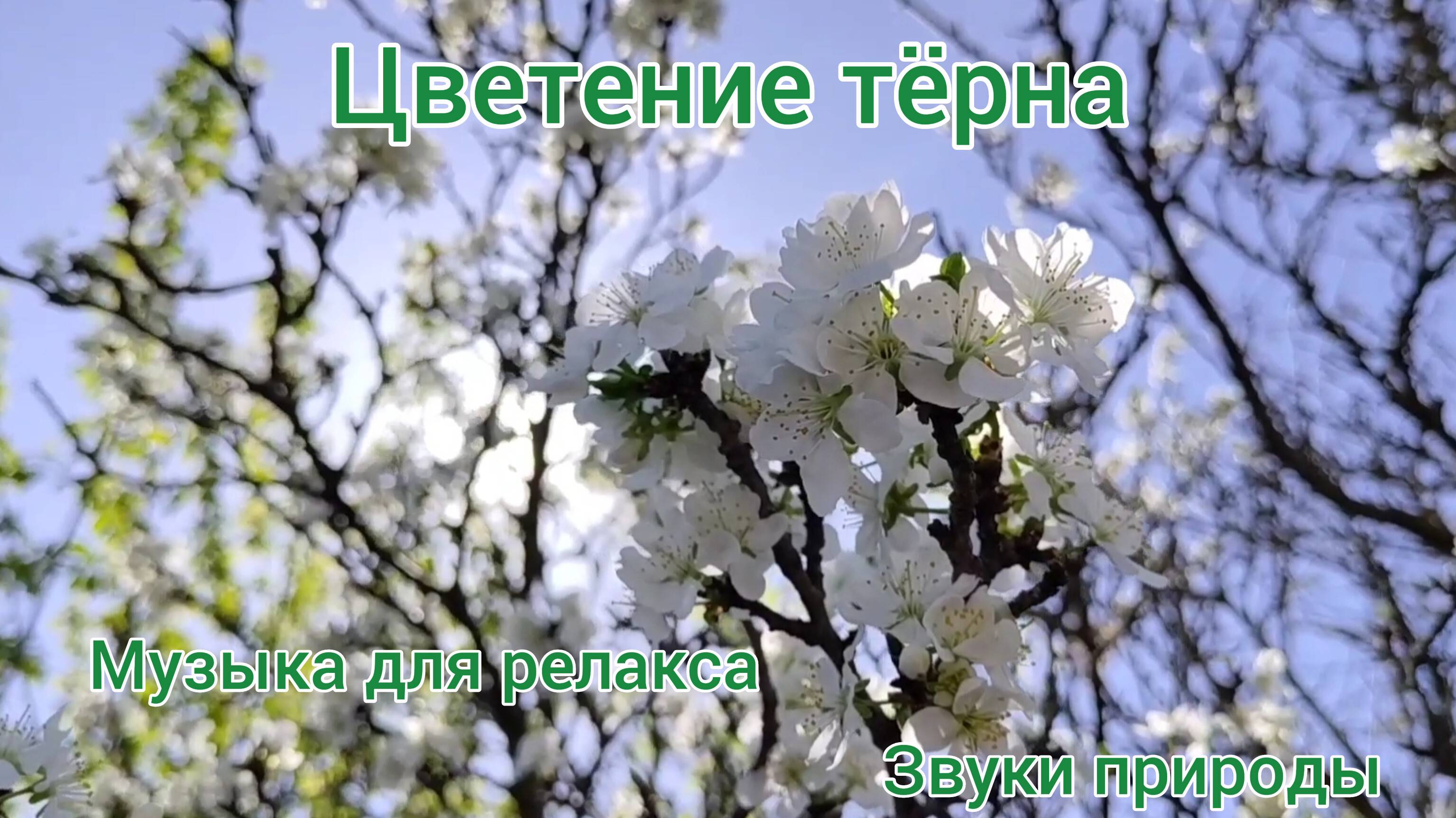 Цветение тёрна. Звуки природы. Музыка для релакса, отдыха, сна, медитации. Пение птиц.