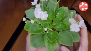 Сортовые фиалки мини и полумини особенности сортов