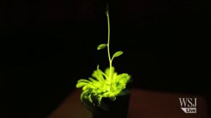 Glowing Plants to Light Your Home? Here They Come!