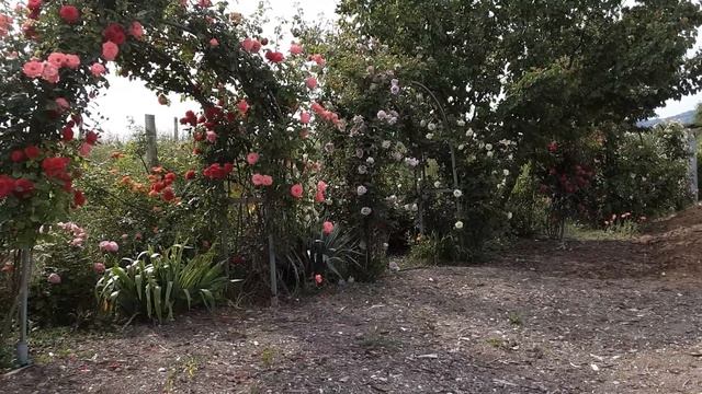 Цветут арки из роз .Питомник Роз Полины Козловой rozarium.biz
