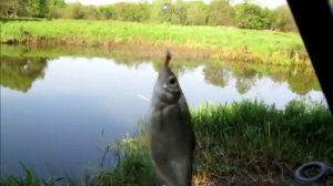 Бель на поплавочку. Рыбалка на реке Вязьма 19.05.2013.