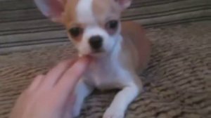 Роза Анна Болейн