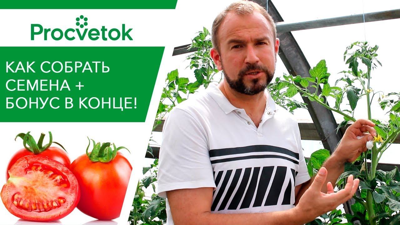 Кусочек ВАТЫ сохранит ваш сорт! Как СОБРАТЬ СЕМЕНА помидоров правильно.