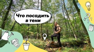 Что посадить в тени? | Теневой цветник | Теневыносливые растения