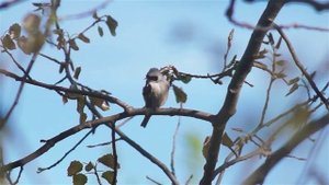 Гнездо синицы ремез