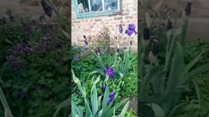 Результат обработки ирисов от ирисовой мухи