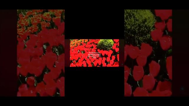 18 ноября - День принятия Закона Республики Узбекистан смотреть онлайн