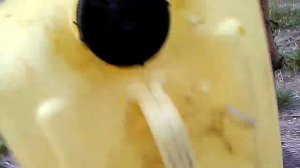 Лось 7-1 308win , стрельба на 100 метров