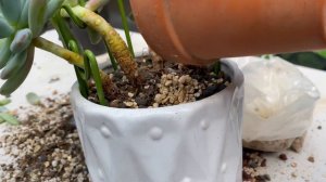 Repotting 2 yr old Pachyphytum Rolly Polly! Tips on repotting!!