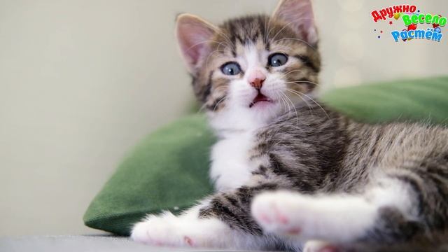 ДЕТЁНЫШИ ЖИВОТНЫХ + ЗВУКИ ЖИВОТНЫХ + РАЗВИВАЮЩИЕ МУЛЬТИКИ ДЛЯ ДЕТЕЙ смотреть онлайн