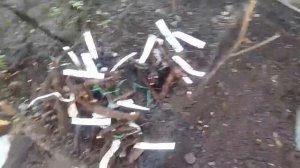 Высадка в грунт корней пиона с пробуждёнными спящими почками. + Судьба Генри Сасс от Пулков Сад.