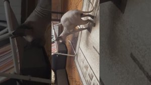 Канадские сфинксы вязка.