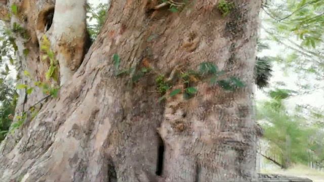 Attikka Tree (Ficus racemosa) смотреть онлайн