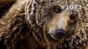 #1073. Медведи (В мире животных)