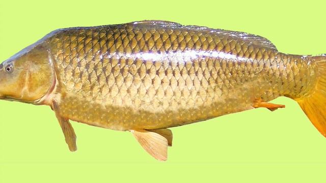 Рыба смотреть онлайн