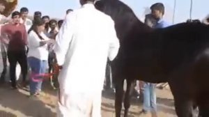 Marwari Stallion (Horse) ring at Mega Horse Show Jasra - 2017 Gujarat