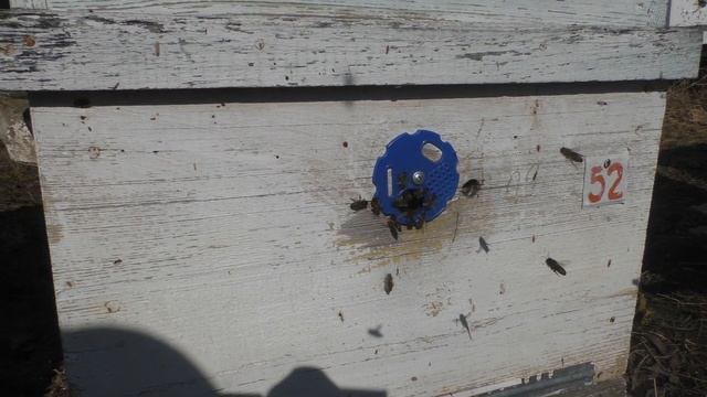 ЗАЦВЁЛ ПОДСНЕЖНИК первый взяток пошёл! смотреть онлайн