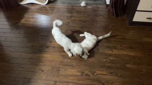 Знакомство кошки с собакой. Кошка знакомится с собакой впервые. A cat meets a dog