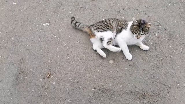 наши верные друзья🐱