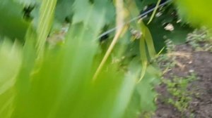 Школка с осенней посадкой черенков. Виноград окрашивается.