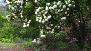 Расслабляющая фортепианная джазовая музыка с цветами