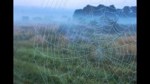 ПОЧЕМУ ТАК НАЗЫВАЕТСЯ | БАБЬЕ ЛЕТО