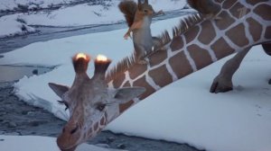 Новогодние заставки Первого канала 2022: Жираф #8-9