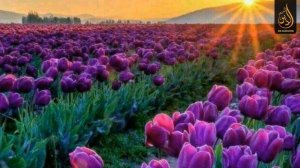 Alaq surasi ( O'zbekcha tarjimasi bilan ) || Алақ сураси ( Ўзбекча таржимаси билан )