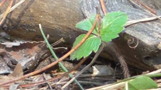 Непрерывное омоложение системы дыхания 1 часть Сытин Г.Н. смотреть онлайн