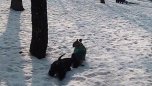 скотч-терьер ирвин