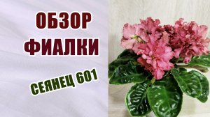 Фиалки. Обзор сеянца номер 601. Фиалки (сенполии) из семян. #фиалки