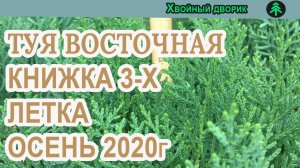 Туя восточная книжка 3 -х летка Сезон осень 2020 года (Обзор)питомник Хвойный дворик