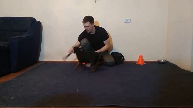ДРЕССИРОВКА ЦВЕРГПИНЧЕРА | КОМАНДЫ ДЛЯ СОБАК |ДРЕССИРОВКА СОБАК | ПОРОДА ЦВЕРГПИНЧЕР