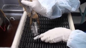 Чеканка серебряной пятиунцовой монеты