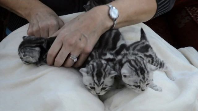 Silver tabby kittens never looked like this смотреть онлайн