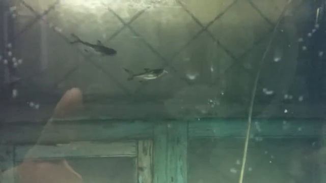 Пангасис акулий сом кормится смотреть онлайн