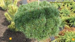 Сосна горная Литомисл. Краткий обзор, описание характеристик, где купить pinus mugo Litomysl