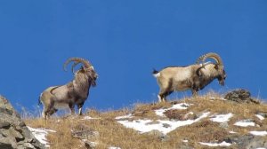 В горах Восточного Саяна