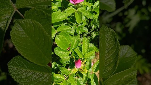ШИПОВНИК ЦВЕТЁТ- ЛЕТО ПОЁТ.