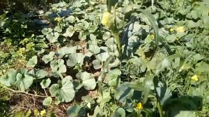 Грядка Хольцера на участке без воды Щелочная почва Содовый солончак 3