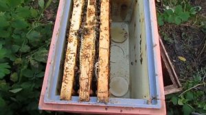 октябрь на пасеке - как подсилить отводок или слабую семью пчел после подготовки пчел в зиму