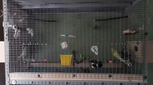 Вольер для попугаев своими руками.