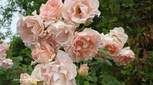 #сад #роза rose garden tour Rokoko (Рококо) Tantau, 1987 Шрабы, май