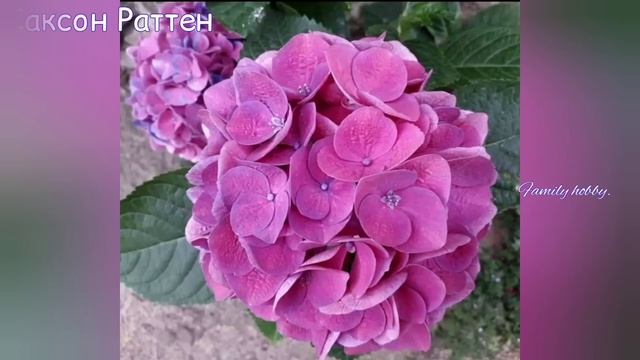 ГОРТЕНЗИЯ. Самые КРАСИВЫЕ сорта , видео КАТАЛОГ нашей коллекции.