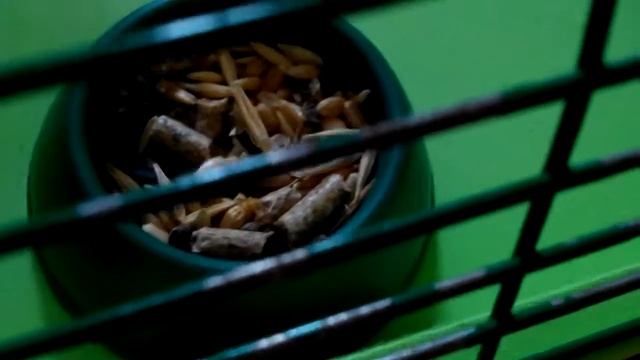 Что нужно знать , о покупке хомячка смотреть онлайн