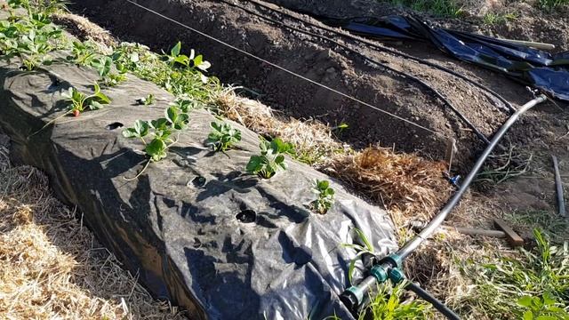 Клубничная грядка для дачников за два часа. смотреть онлайн